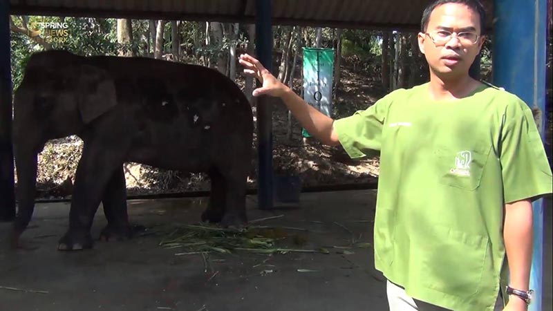 ช้างป่วยมะเร็ง