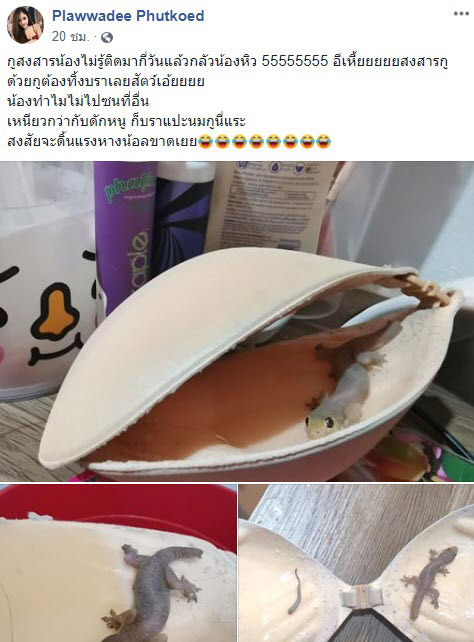 จิ้งจกติดกาวบรา