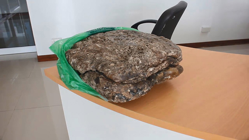 อ้วกวาฬ