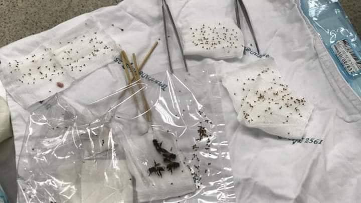 ผึ้งหลวงรุมต่อย