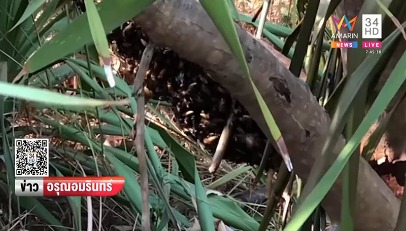 ผึ้งหลวงรุมต่อย