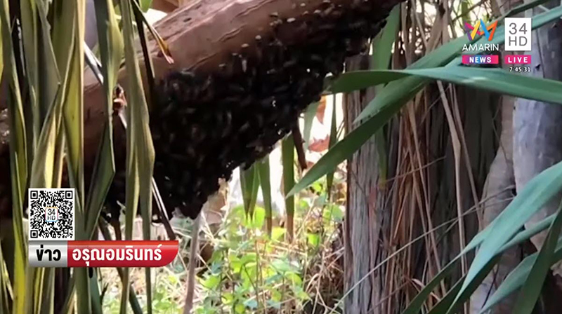 ผึ้งหลวงรุมต่อย