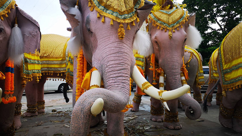 ช้างคชลักษณ์