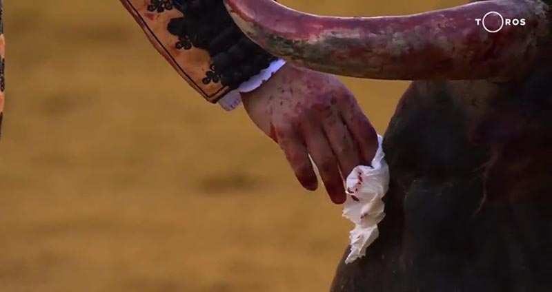 ฆ่าวัวกระทิง