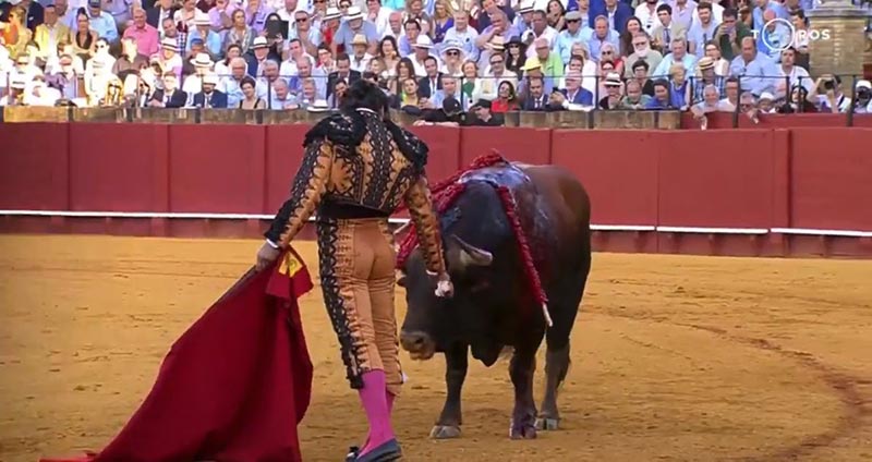 ฆ่าวัวกระทิง