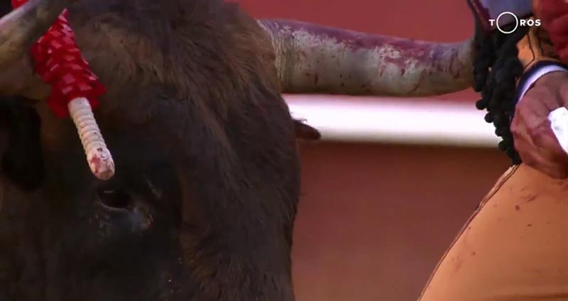 ฆ่าวัวกระทิง