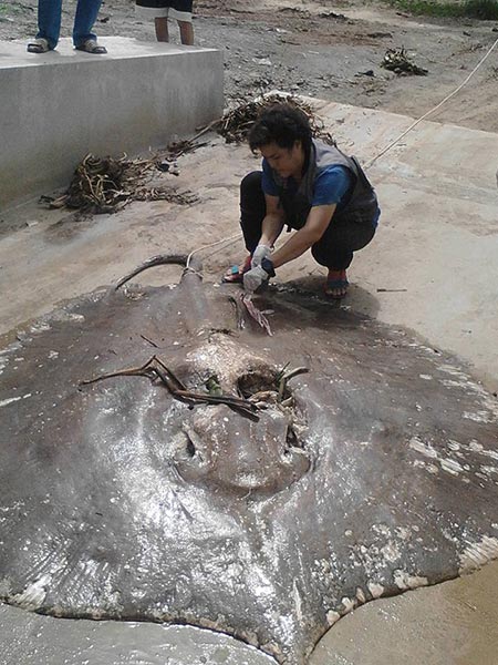 ปลากระเบนราหู