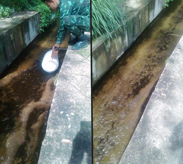 ปลากระเบนราหู