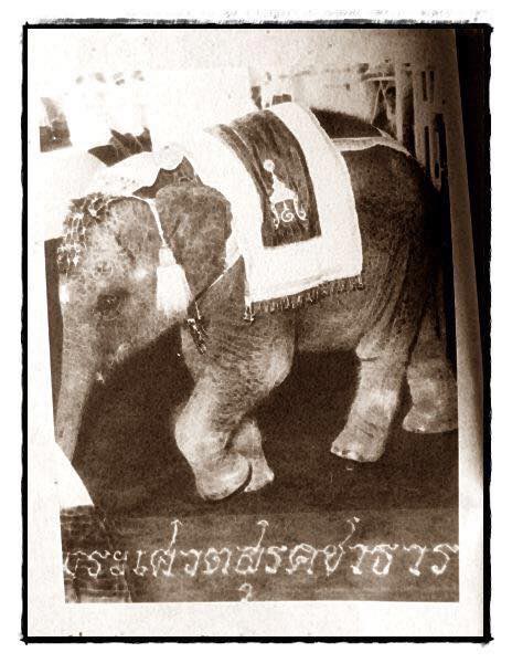 ช้างเผือก รัชกาลที่ 9