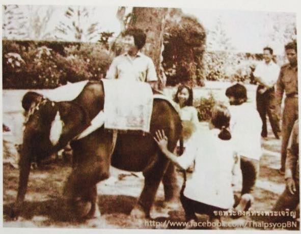 ช้างเผือก รัชกาลที่ 9