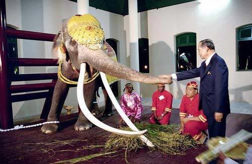 ช้างเผือก คู่พระบารมี