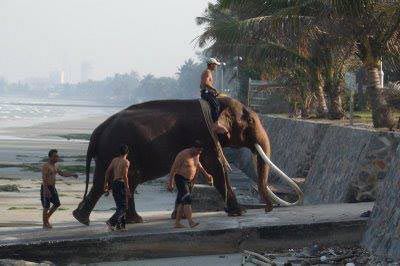 ช้างเผือก คู่พระบารมี
