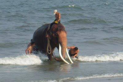 ช้างเผือก คู่พระบารมี