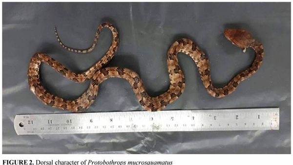 Brown spotted pit viper