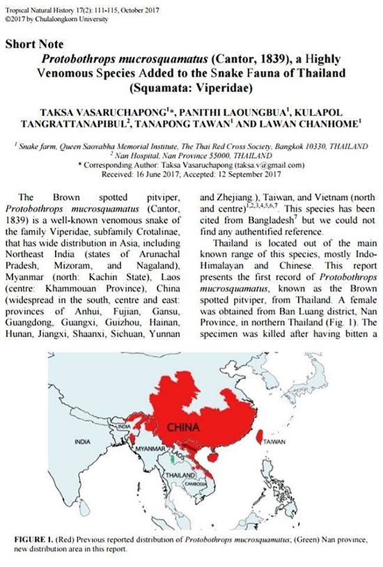 Brown spotted pit viper