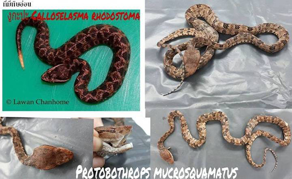 Brown spotted pit viper