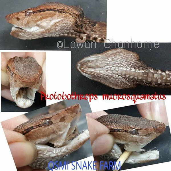 Brown spotted pit viper