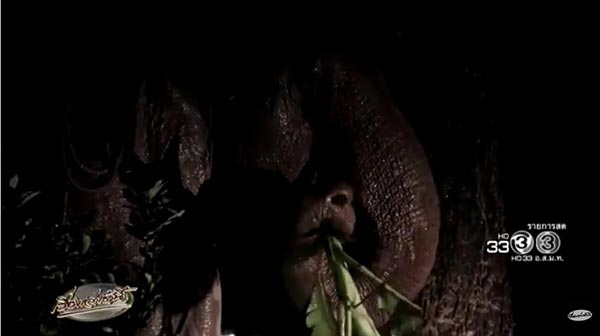 ช้างป่าตกคลอง