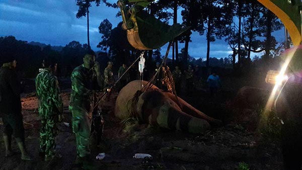 ช้างป่าตกคลอง