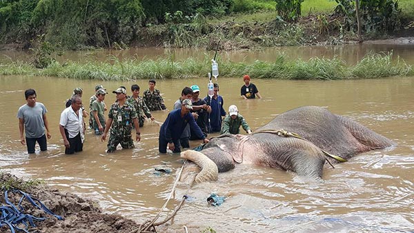 ช้างป่าตกคลอง