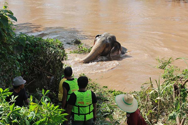 ช้างป่าตกคลอง