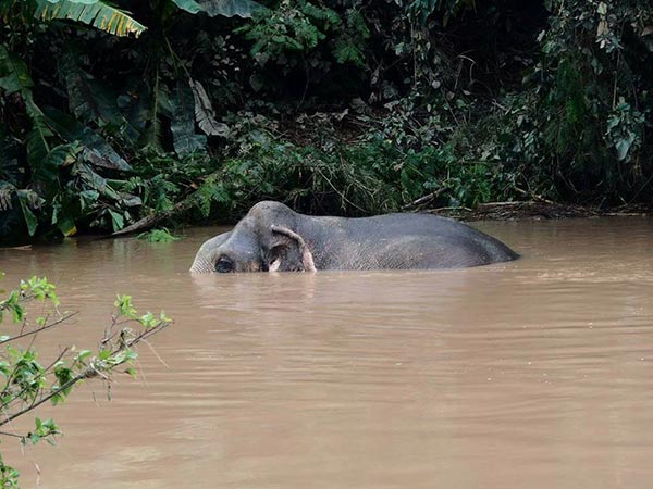 ช้างป่าตกคลอง