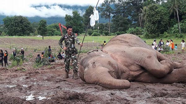 ช้างป่าตกคลอง