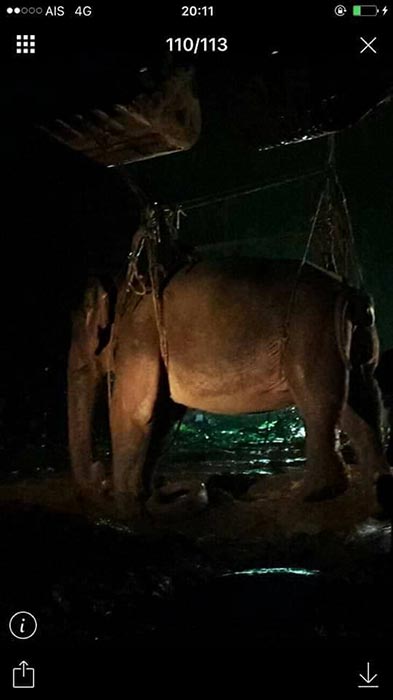 ช้างป่าตกคลอง