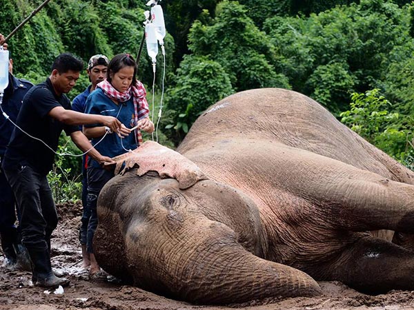 ช้างป่าตกคลอง