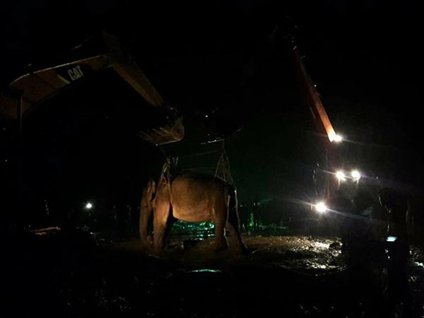 ช้างป่าตกคลอง