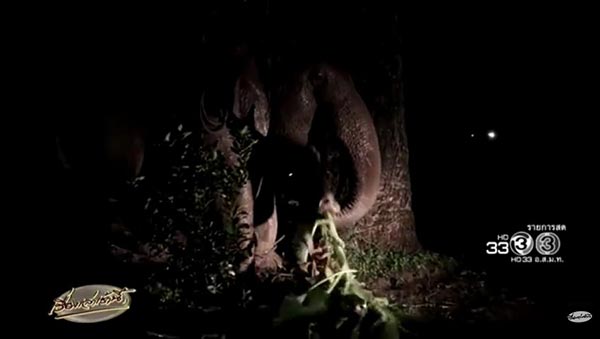 ช้างป่าตกคลอง