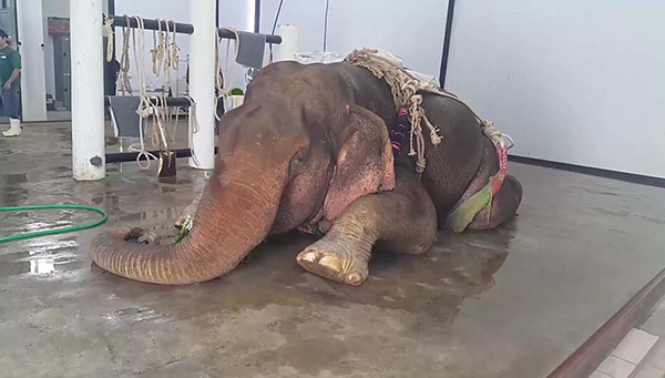 พลายชมพู