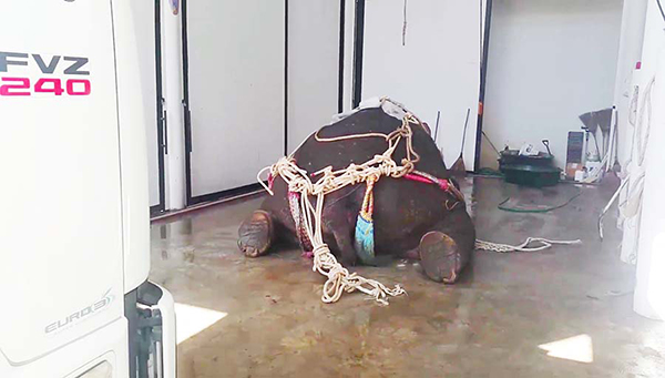 พลายชมพู