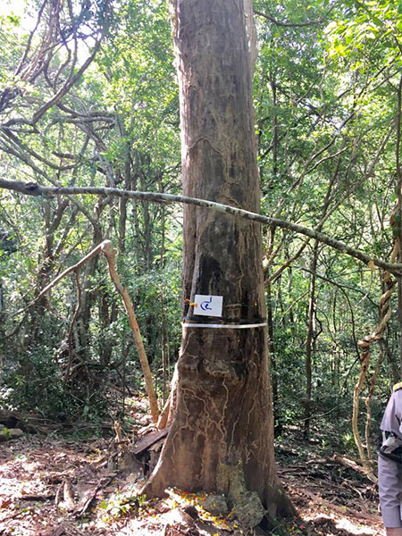 ตัดไม้จันทน์หอม