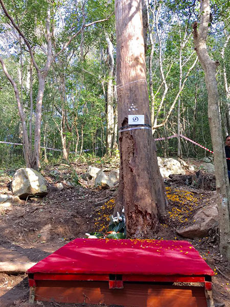 ตัดไม้จันทน์หอม