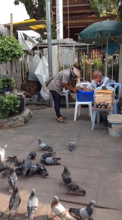 คลิปจับนกพิราบ