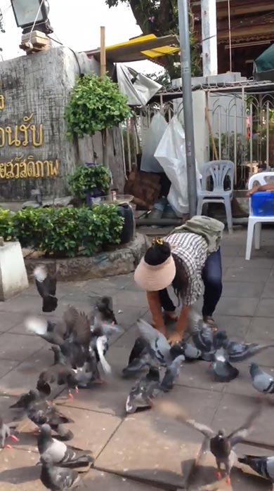 คลิปจับนกพิราบ