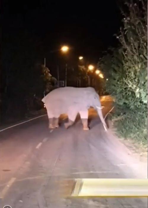 กระบะชนช้าง