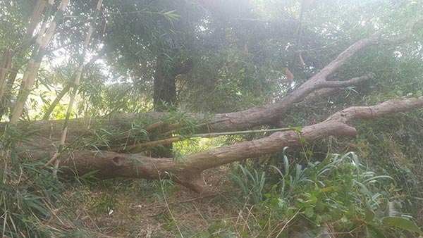 ลอบตัดไม้พยุง