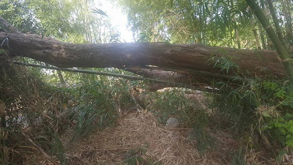 ลอบตัดไม้พยุง