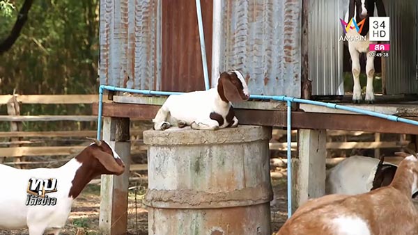 ร่างทรงหนุมาน