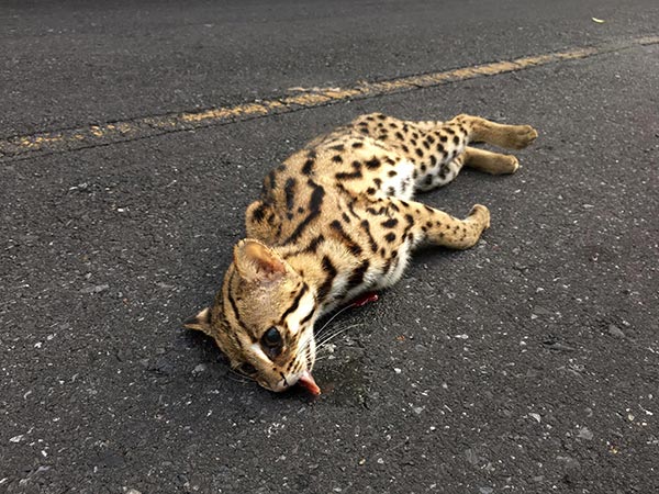 รถชนแมวดาว