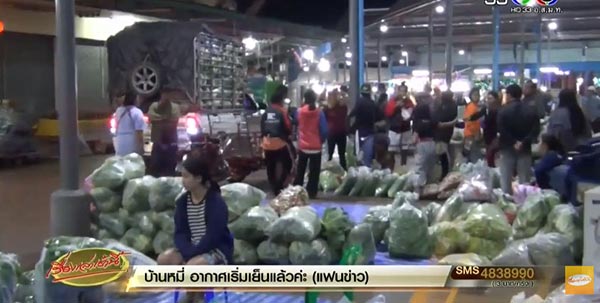 ใบกะเพรา