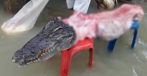 ฆ่าชำแหละจระเข้