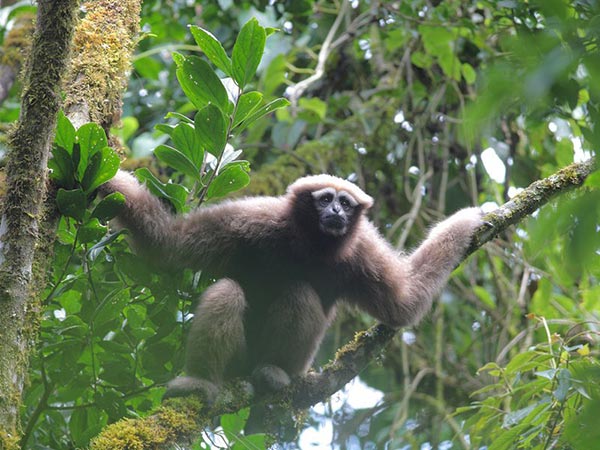 ชะนีคิ้วขาว