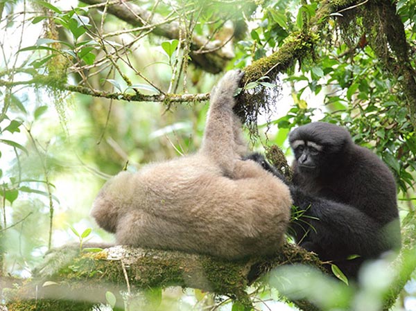 ชะนีคิ้วขาว