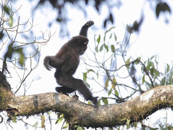 ชะนีคิ้วขาว