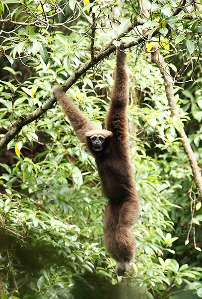 ชะนีคิ้วขาว