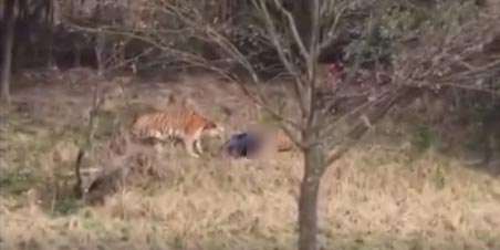 เสือกัดคน