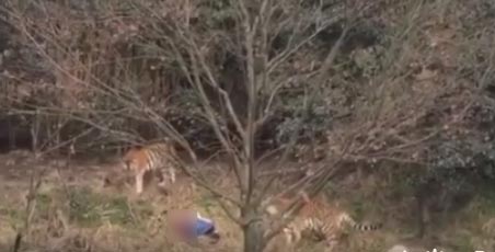 เสือกัดคน